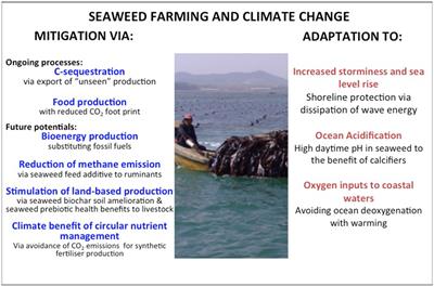 Can Seaweed Farming Play a Role in <mark class="highlighted">Climate Change Mitigation</mark> and Adaptation?